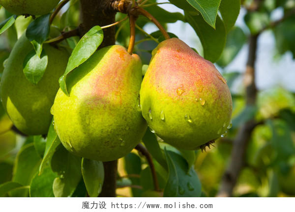 新鲜绿色诱人水果在树上生长带水珠的梨